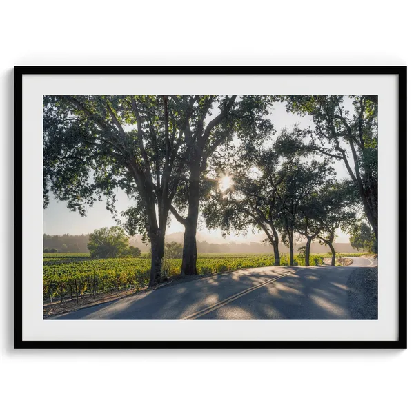 Sonoma Valley Vineyards, California Wine Country Art Print
