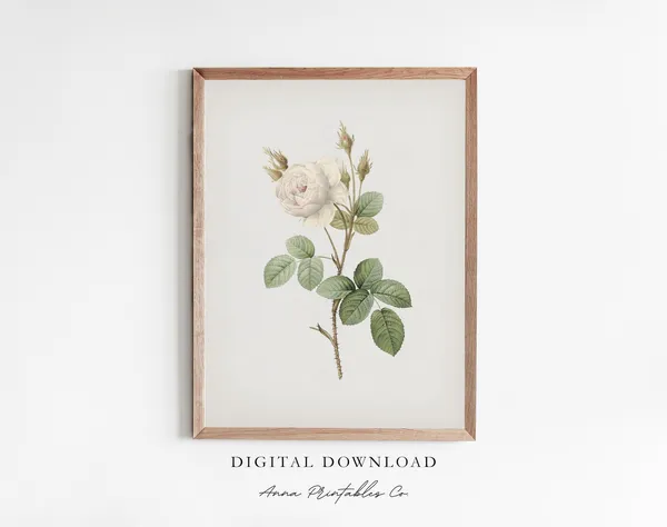 White Rose Antique Rose Illustration, Vintage Botanical Art