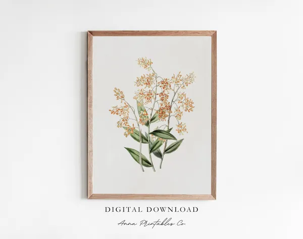 Orchids Antique Plant Illustration Print, Vintage Floral