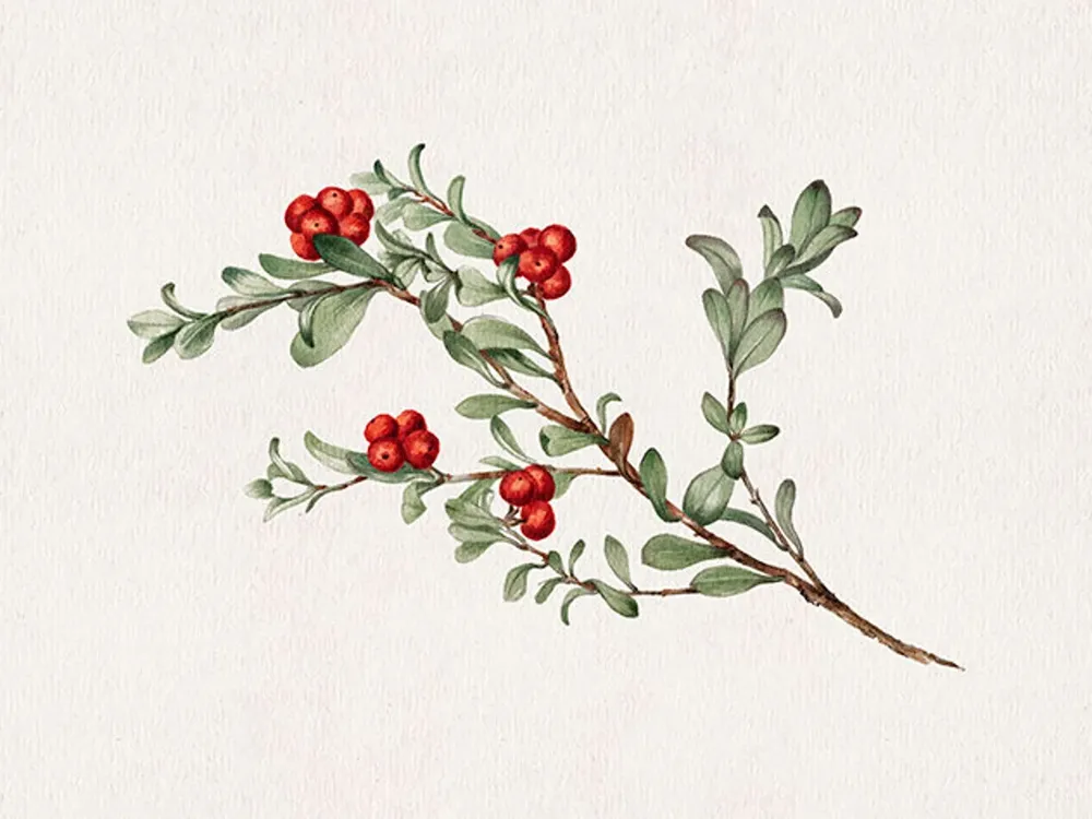Winter Botanical Branch Drawing, Holiday Decor Print - Image 3