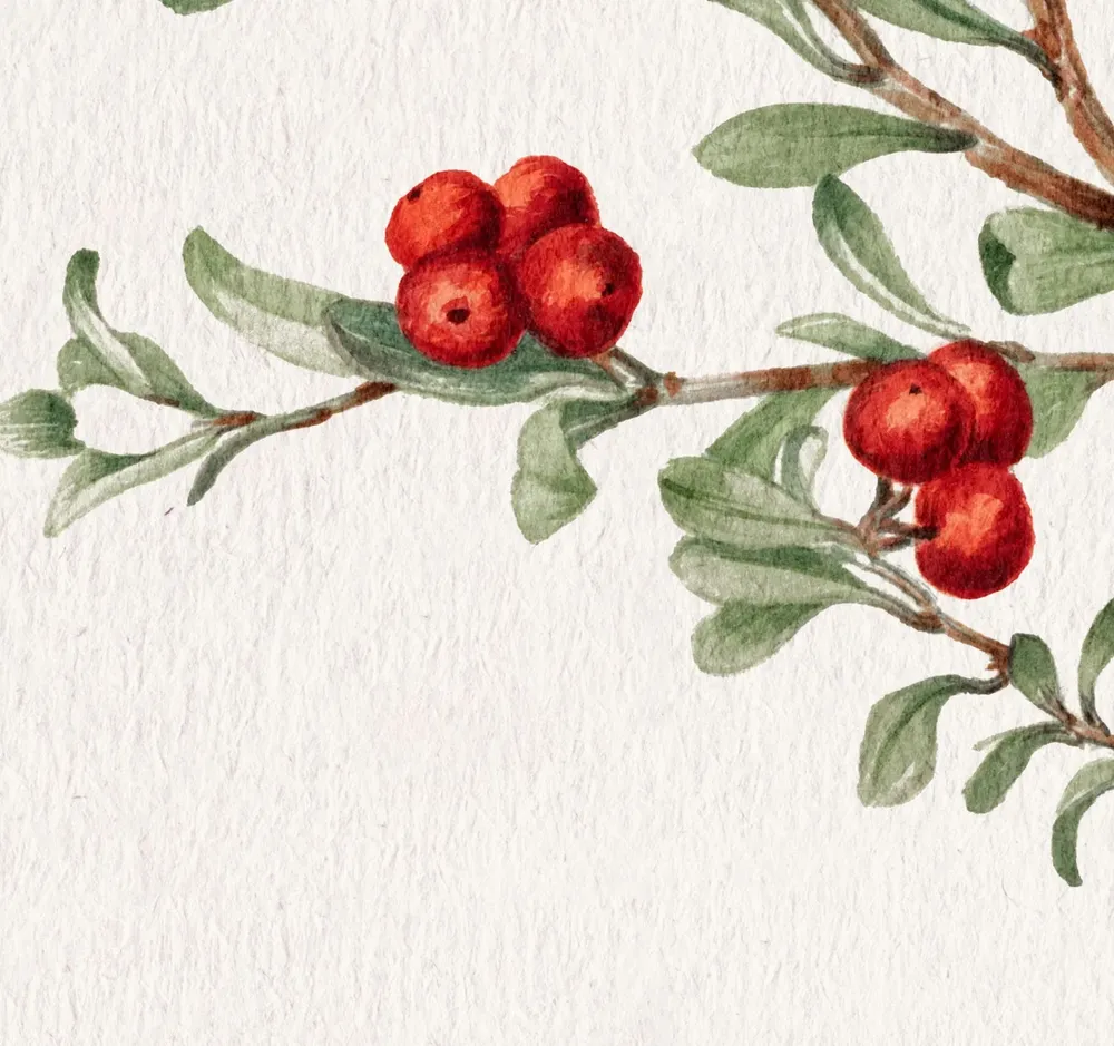Winter Botanical Branch Drawing, Holiday Decor Print - Image 2