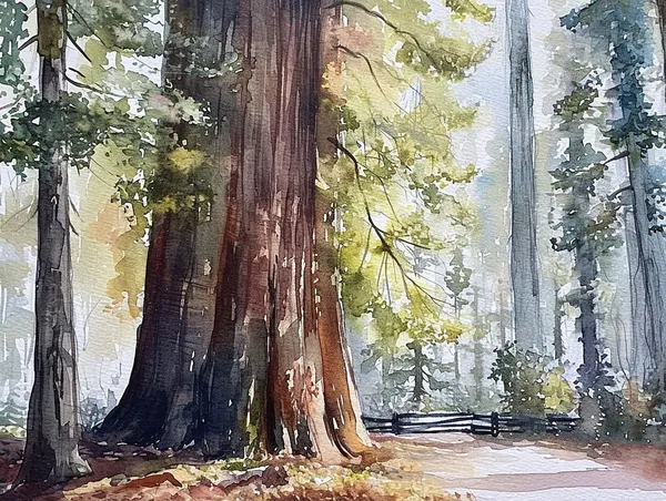 Redwood National Park Watercolor Art Print