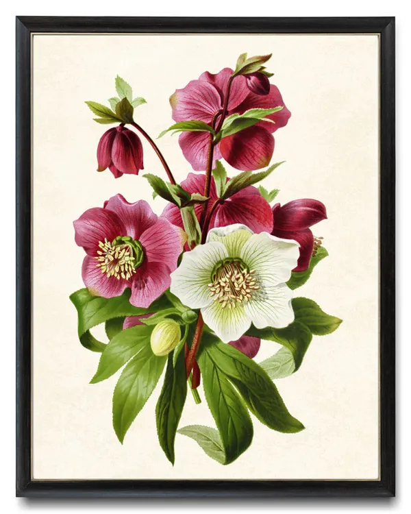 Purple and White Hellebors Vintage Flower Art Print
