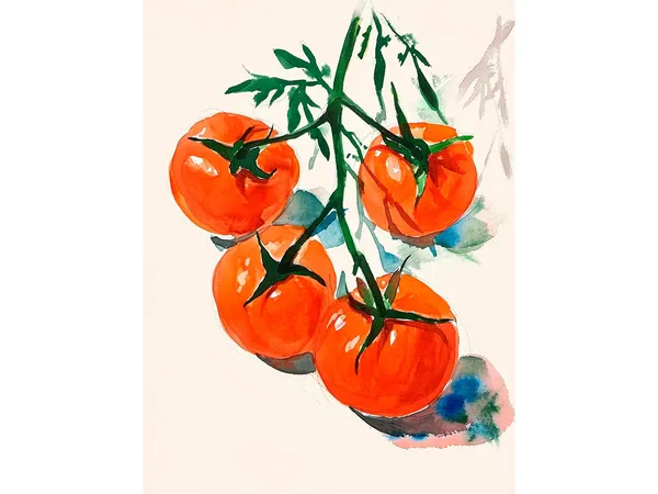 Tomatoes Watercolor Kitchen Wall Art Print