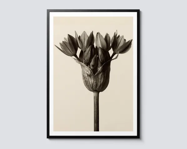 Allium Ostrowskianum Vintage Flower Art Print