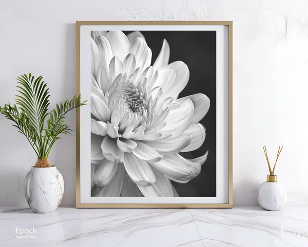 Chrysanthemum Flower Black and White Art Print