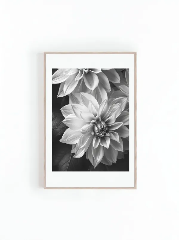 Dahlia Flower Monochrome Photography Art Print