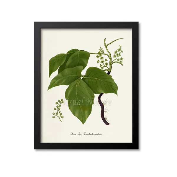 Poison Ivy Botanical Art Print, Toxicodendron Radicans