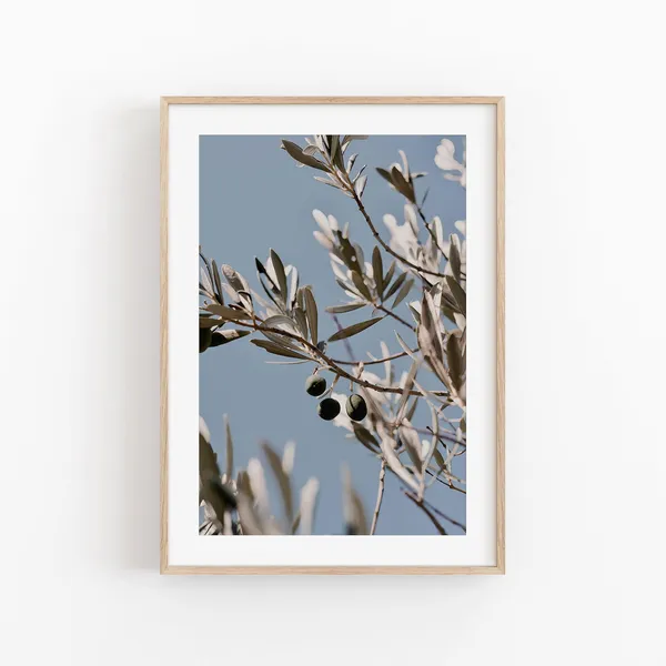 Olive Tree Botanical Art Print, Olive Leaf Study