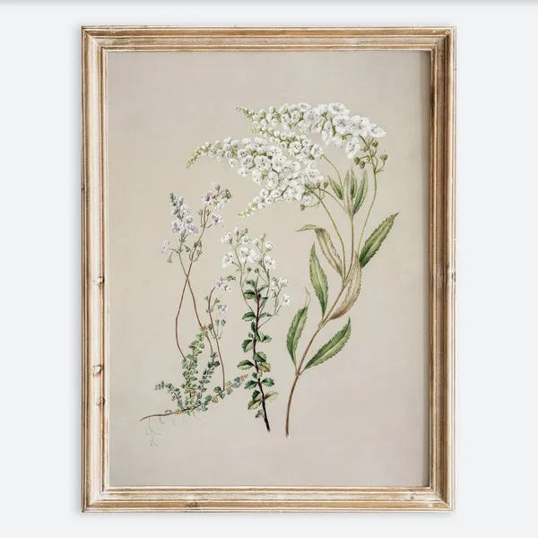 Vintage Botanical Flower Foliage Drawing, Rustic Floral Print