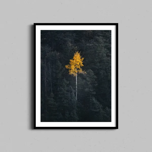 Aspen Tree Fall Photography Art Print, Colorado Mountains