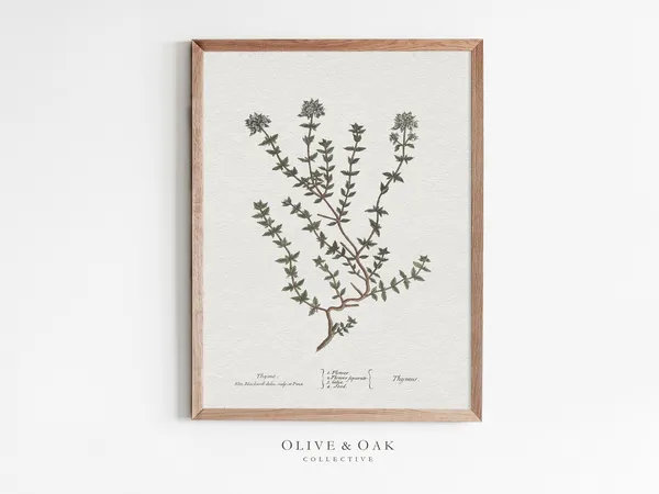 Thyme Drawing Kitchen Art Print, Herbal Wall Art