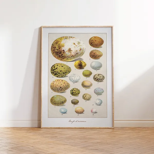 Vintage Bird Eggs Illustration Poster, Bird Art Print
