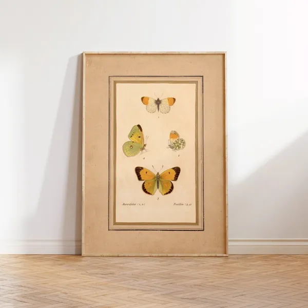 Vintage Butterflies Illustration, Antique Poster Print