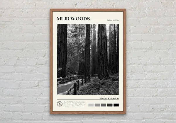 Muir Woods National Monument, California Art Print