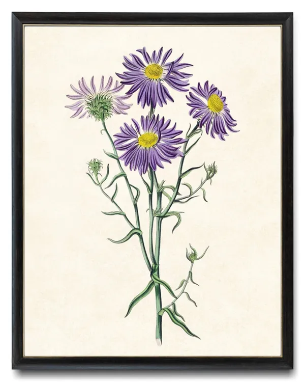 Chilean Aster Vintage Floral Art Print, Botanical Illustration