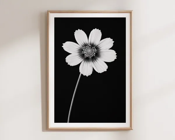 Cosmos Flower, Black And White Botanical Art Print