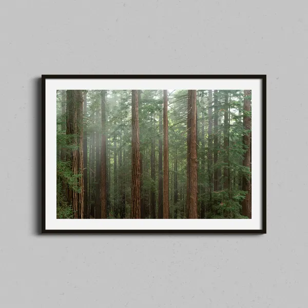 Redwood Forest Art Print, Trees and Foggy Landscape
