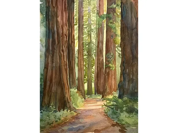 Redwood National Park Watercolor Art Print, California
