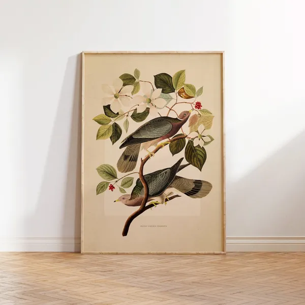 Vintage Band Tailed Pigeons Illustration Art Print