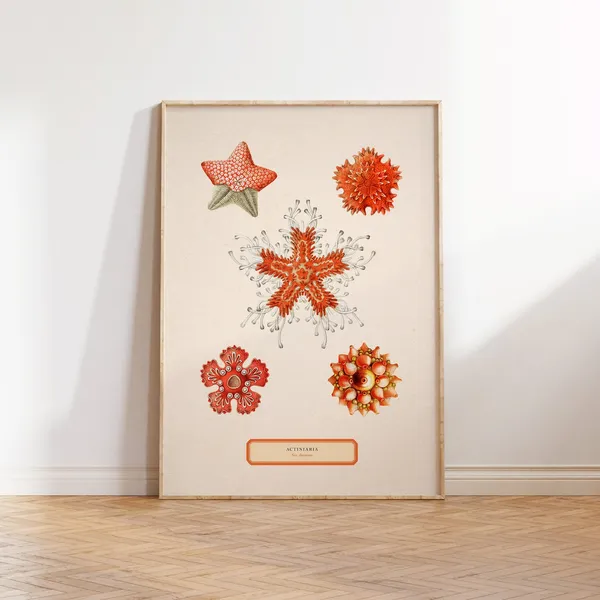 Sea Anemone Illustration, Antique Ocean Art Print