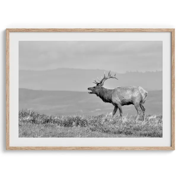 Coastal Elk California Nature Art Print, Home Decor