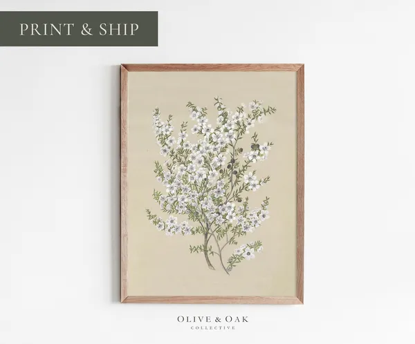 Botanical Wall Art, Vintage Flower Drawing Art Print