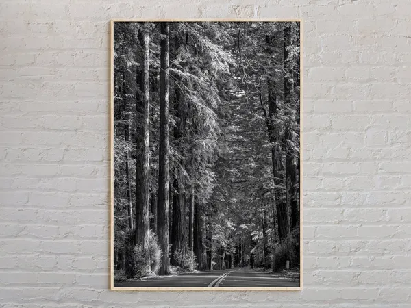 Black And White Redwoods Travel Poster, Nature Decor