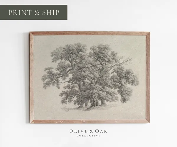Vintage Oak Tree Sketch, Botanical Art Print