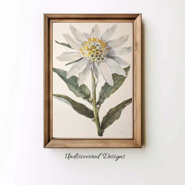 Edelweiss Botanical Painting Vintage Floral Art Print