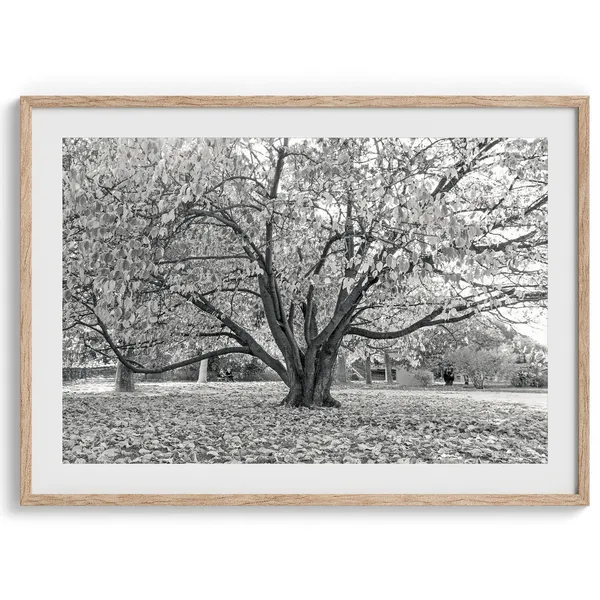 Black and White Tree Photography Art Print, Paris
