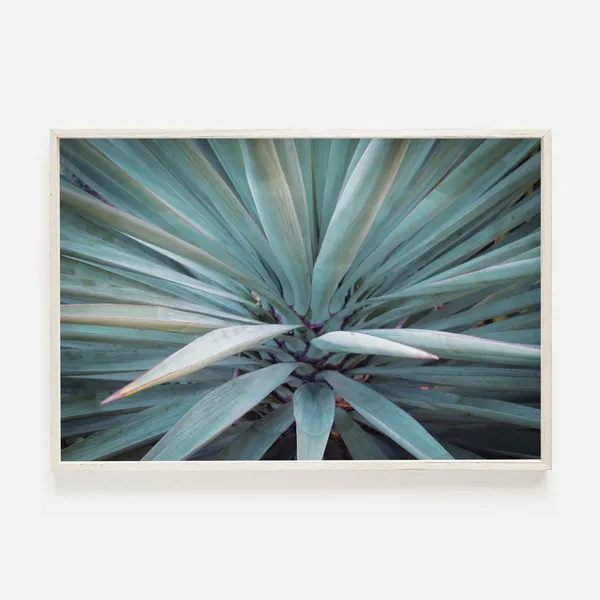 Blue Agave Mexico Wall Art, Southwest Plant Poster