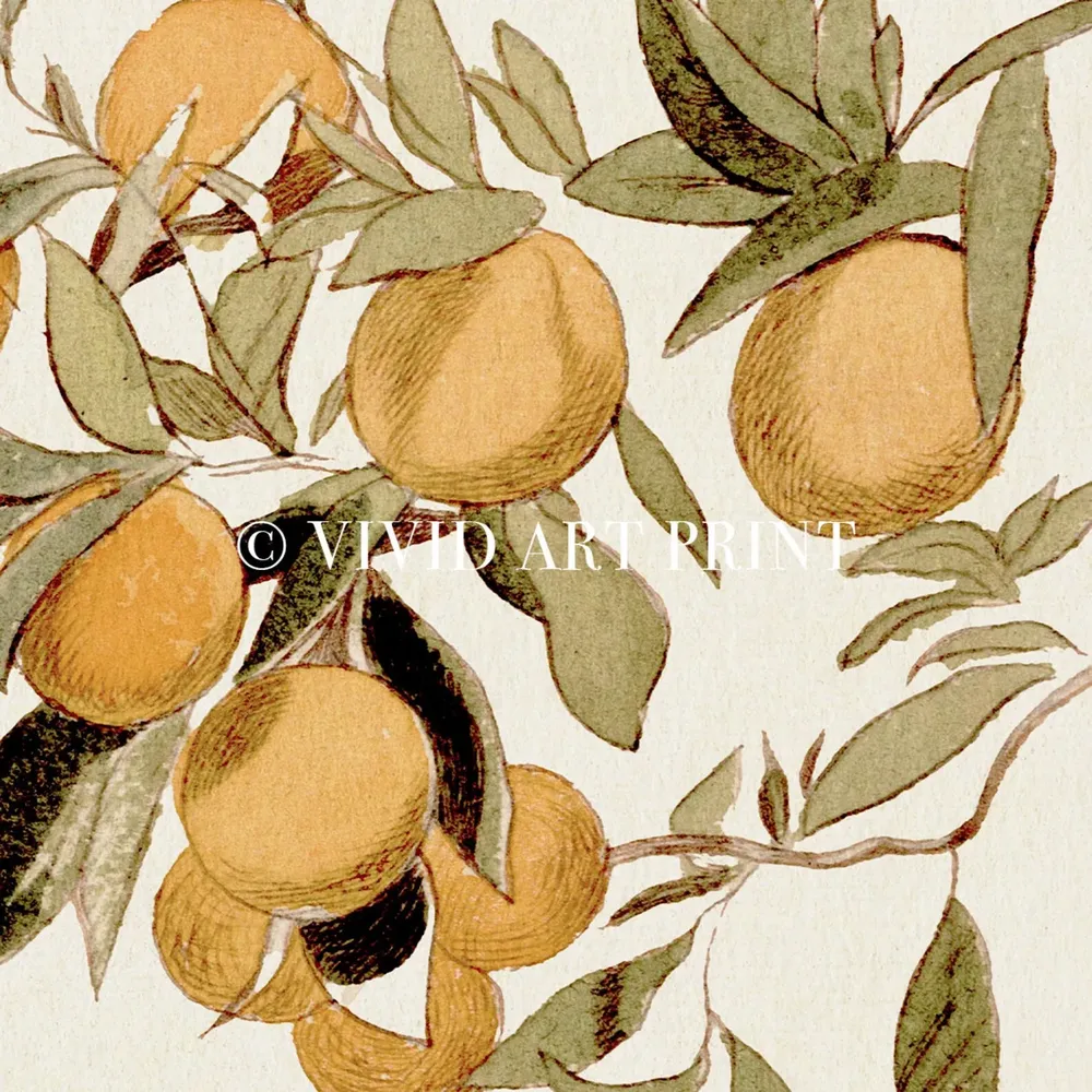 Vintage Citrus Tree Botanical Illustration, Art Print - Image 4