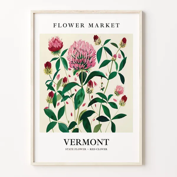 Vermont State Flower Red Clover, 1960s Botanical Art Print