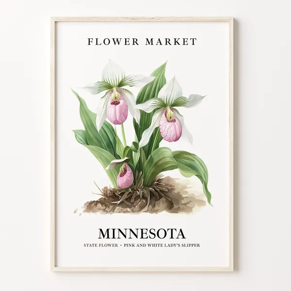 Minnesota State Flower Art Print, 1960s Botanical