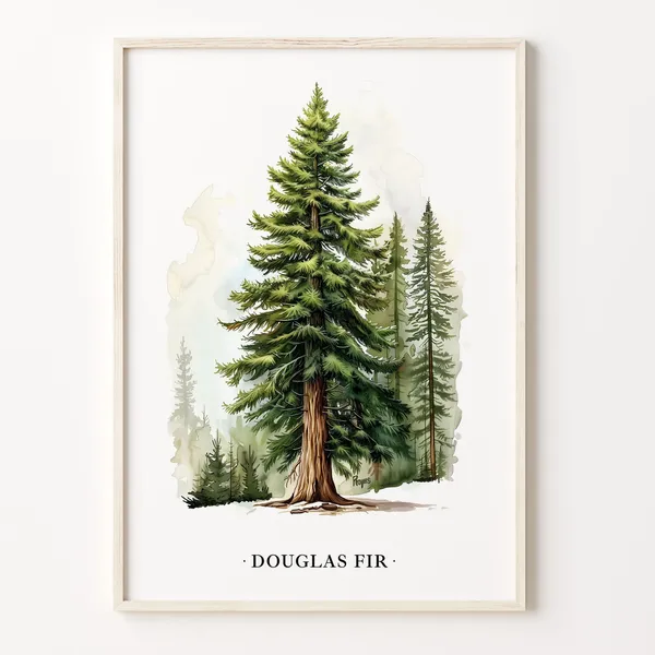 Douglas Fir Tree Botanical Illustration Art Print