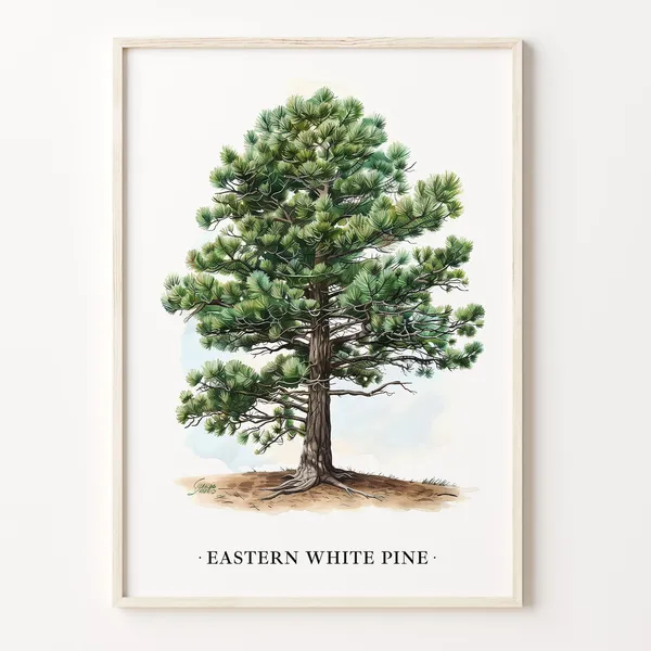 Eastern White Pine Tree Art Print, Botanical Poster