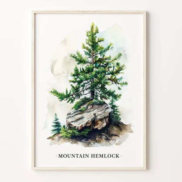 Mountain Hemlock Tree Art Print, Botanical Illustration