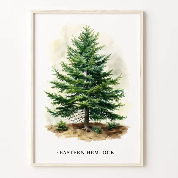 Eastern Hemlock Tree Art Print, Botanical Decor
