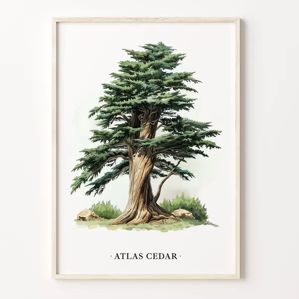 Atlas Cedar Tree Art Print, Botanical Wall Art