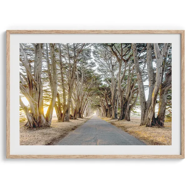 Cypress Tree Tunnel California Coast Art Print