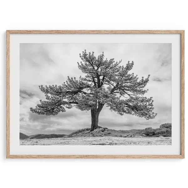 Yosemite Tree Photography Art Print, Black And White