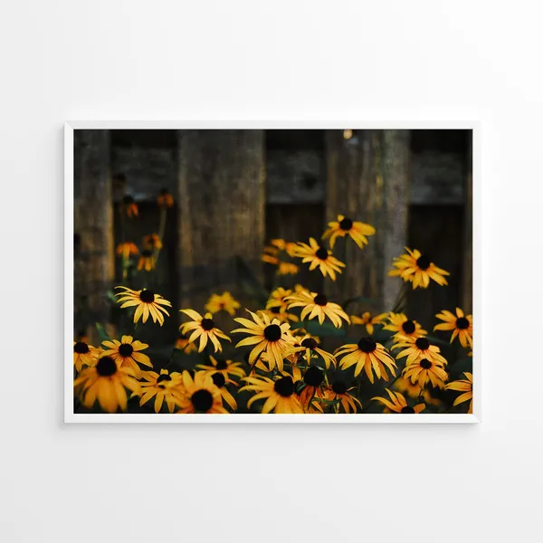 Black-Eyed Susan Nature Photo, Rustic Flower Art Print