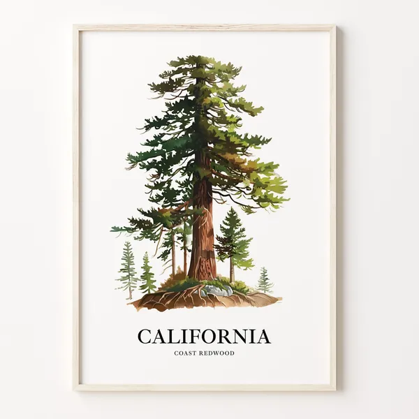 California State Tree Coast Redwood Botanical Art Print