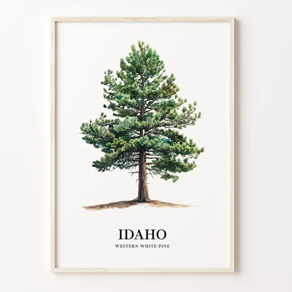 Idaho State Tree Botanical Illustration Wall Art Print