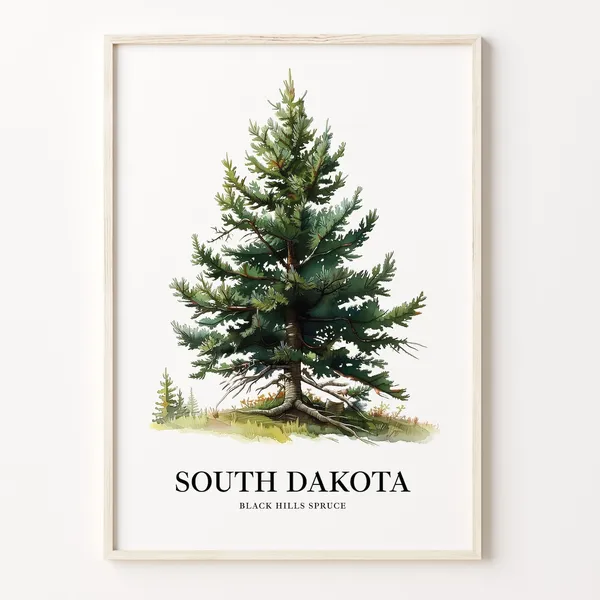 South Dakota Black Hills Spruce State Tree Art Print