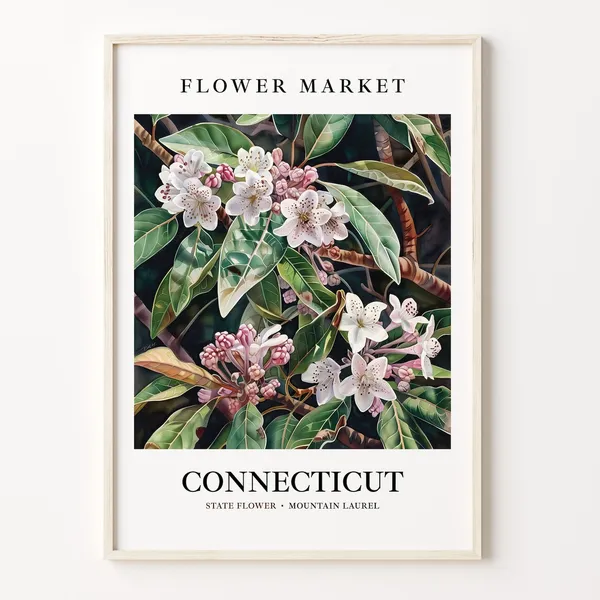 Connecticut State Flower Art Print, 1960s Botanical