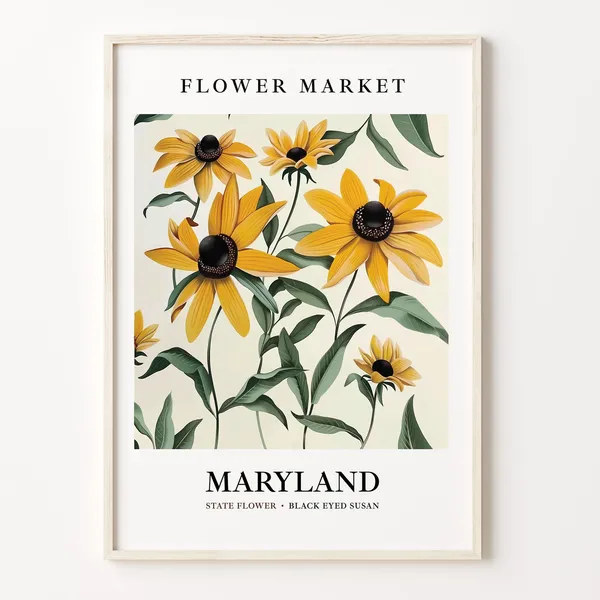 Maryland State Flower Black Eyed Susan, 1960s Art Print