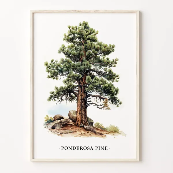 Ponderosa Pine Tree Art Print, Nature Decor