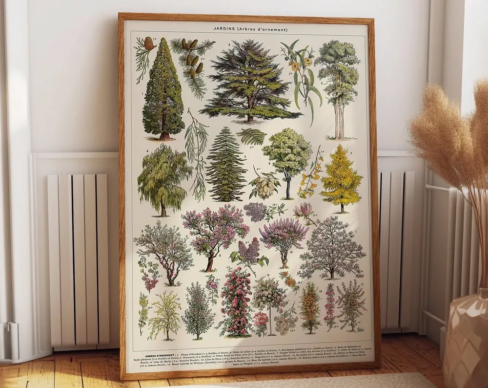 French Tree Botanical Art, Art Print